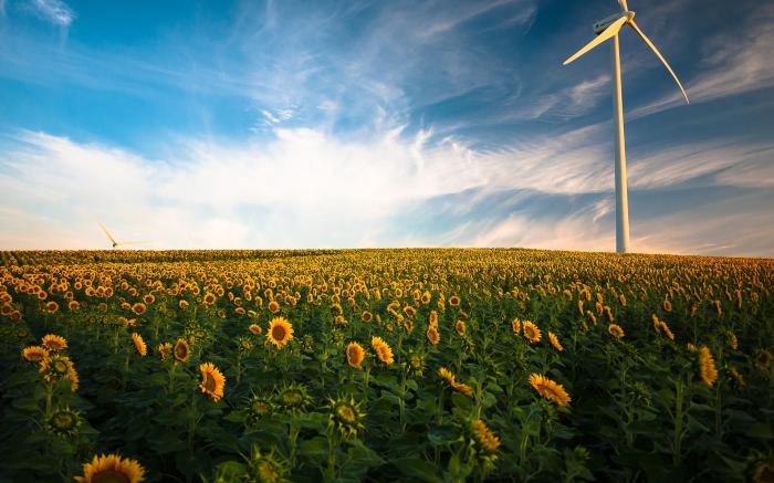 A wind turbine in a field of sunflowers