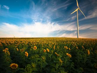 A wind turbine in a field of sunflowers